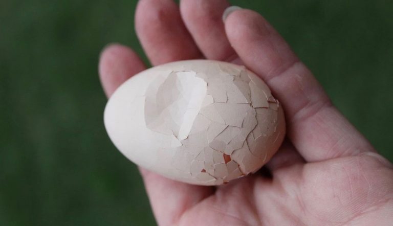 Why are EggShells so Weak and Thin?